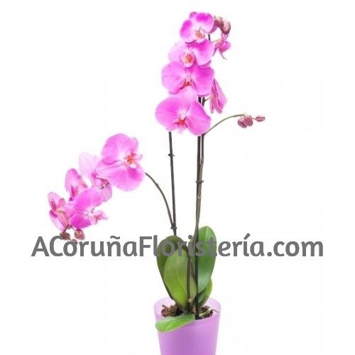 Orquídea Phalaenopsis