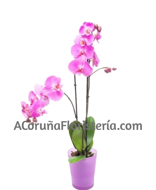 Orquídea Phalaenopsis