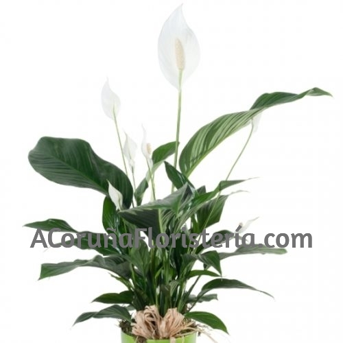 Planta Spathiphyllum