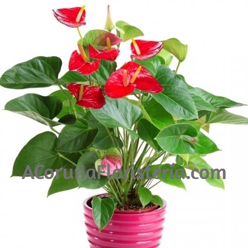 Planta de Anthurium