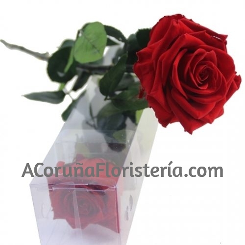 Rosa Preservada