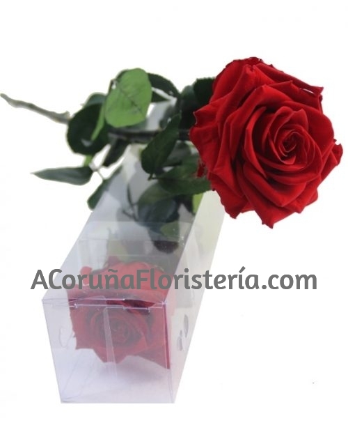 Rosa Preservada