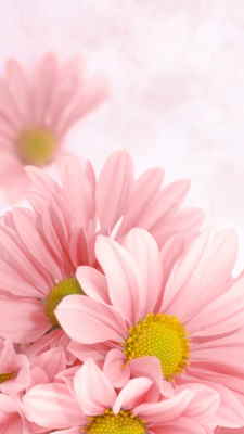 Flores para Regalar, Floristería Online, Ramos de Flores, Arreglos Florales, Floristerías en A Coruña, Envíos Urgentes Florales