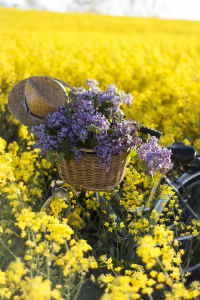 Ramo Flores Grecia, Floristería Online, Ramos de Regalo, Floristas Profesionales, Enviar Flores Urgentes, Comprar Flores en A Coruña