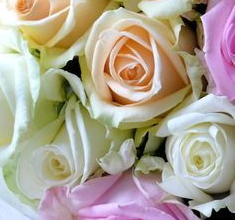 Rosa Preservada, Regalo de San Valentín, Rosa Eterna, Floristería Online, Rosas Naturales, Floristerías en A Coruña, Floristería Abelleira