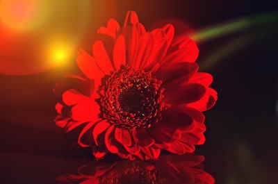 Ramo Flores Londres, Ramos de Flores, Flores Rojas, Ramo de Flores para Regalar Envío de Flores Urgentes Floristerías en A Coruña