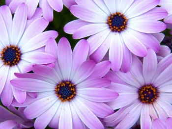 Ramo Flores Grecia, Floristería Online, Ramos de Regalo, Floristas Profesionales, Enviar Flores Urgentes, Comprar Flores en A Coruña