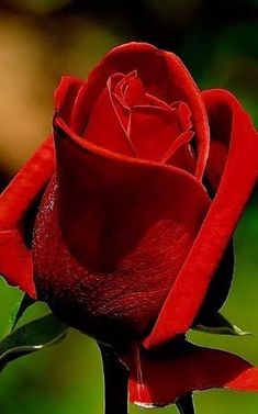 Ramo de 3 Rosas, Rosas Rojas para Regalar, Ramos de Flores Rojas, Floristería de A Coruña, Envío de Flores Urgentes, Floristería Abelleira