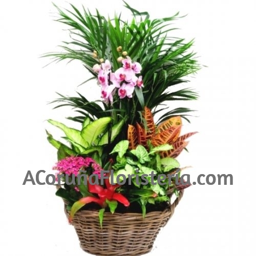 Cesta de Plantas