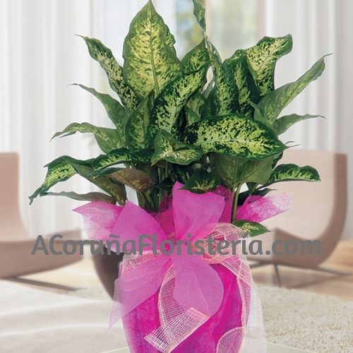 Planta Dieffenbachia