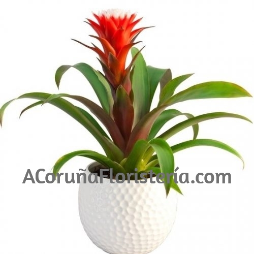Planta Guzmania con cerámica