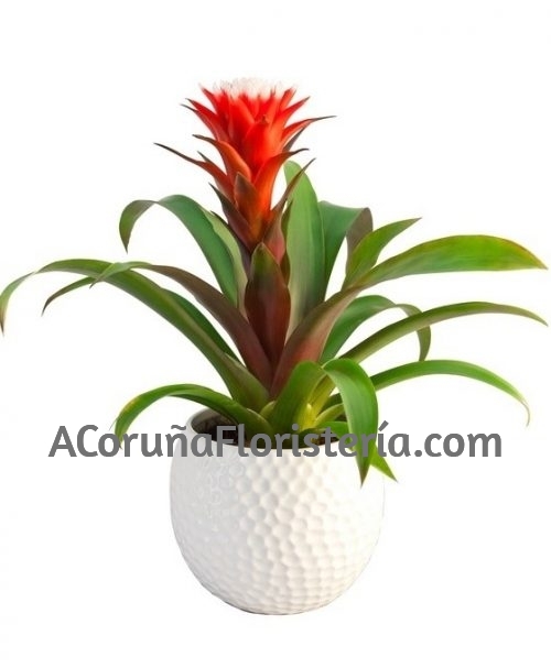 Planta Guzmania con cerámica
