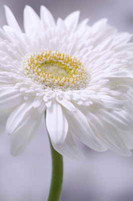 Ramo Flores París, Floristería en A Coruña, Flores Blancas para Regalar, Floristería Online, Arreglos Florales, Envío de Flores a Domicilio