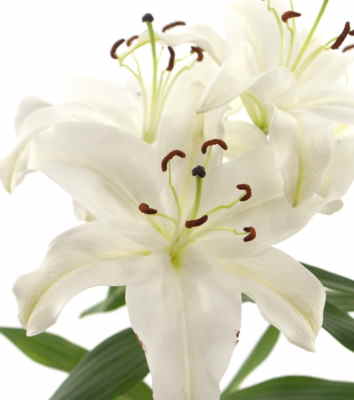 Ramos Flores Finlandia, Floristería Online, Arreglos Florales, Ramos de Flores para Regalar, Flores Blancas, Comprar Flores, Flores en A Coruña