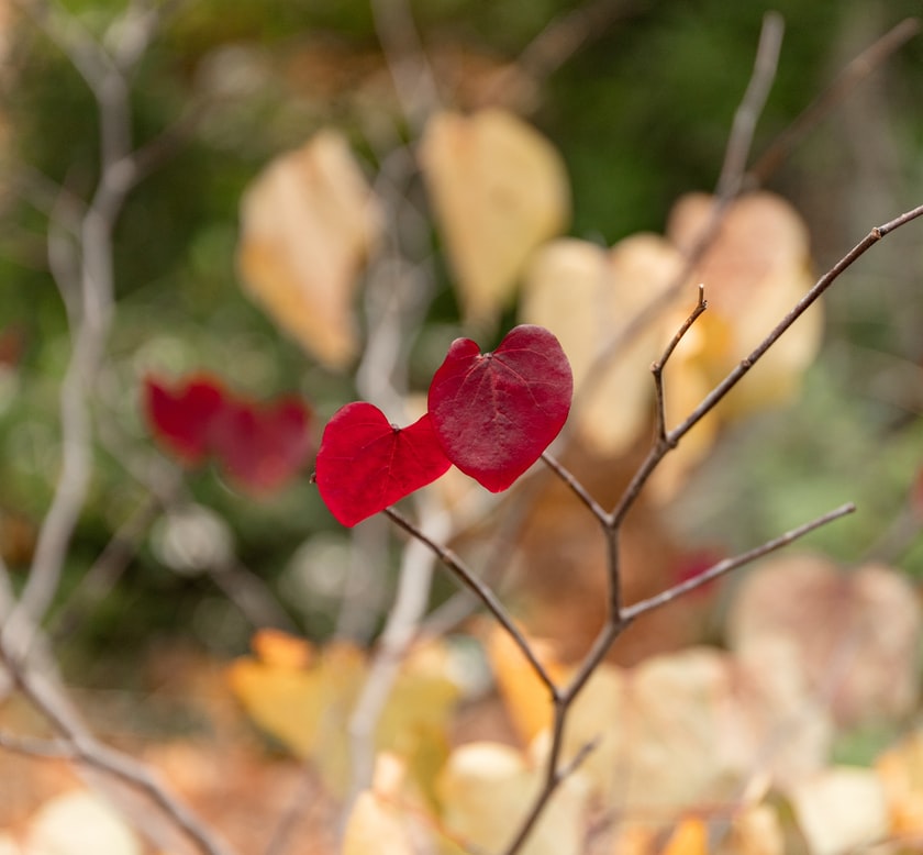 enviar rosas urgente Rosas de regalo, rosas para enamorados, ramo rosas a domicilio, rosas de San Valentín, rosas de San Jordi, flores para una novia