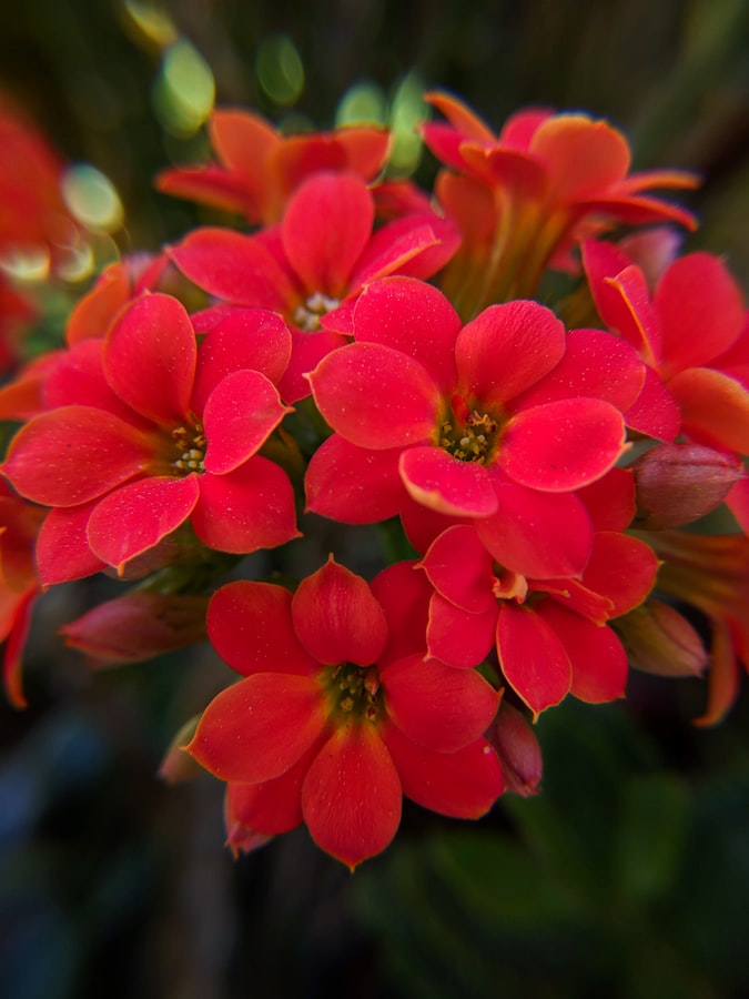 Flores para el Tanatorio Flores para Tanatorio, enviar coronas de rosas blancas tanatorio, flores de funeral, corona rosas rojas tanatorio, corazon de rosas rojas