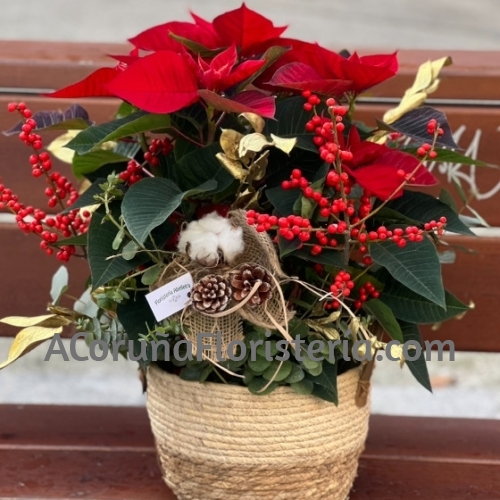 Poinsettia con cesta