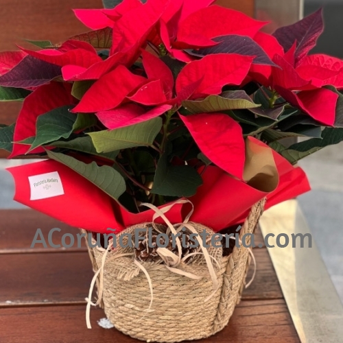 Flor de Navidad con cesta